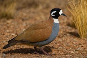 Image of a Flock Bronzewing in its natural habitat