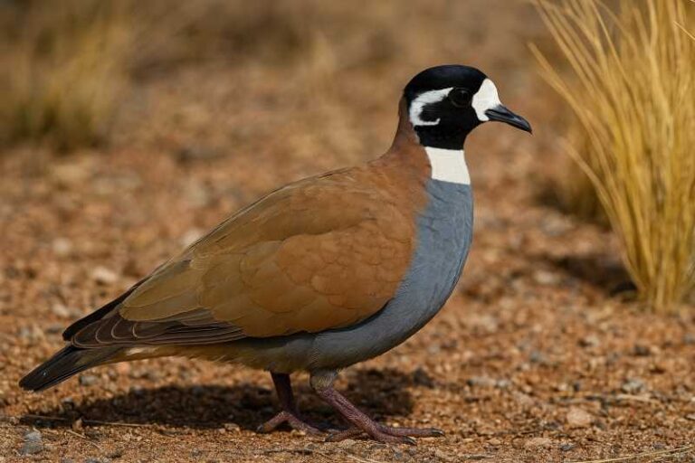 Image of a Flock Bronzewing in its natural habitat
