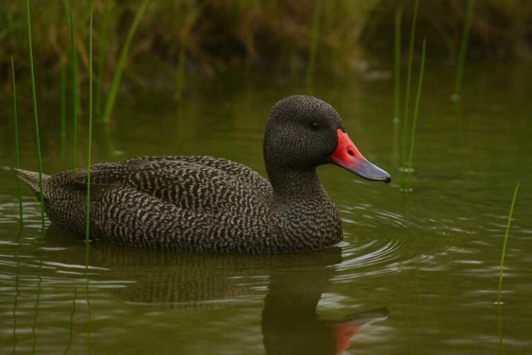Image of a Freckled duck swimming