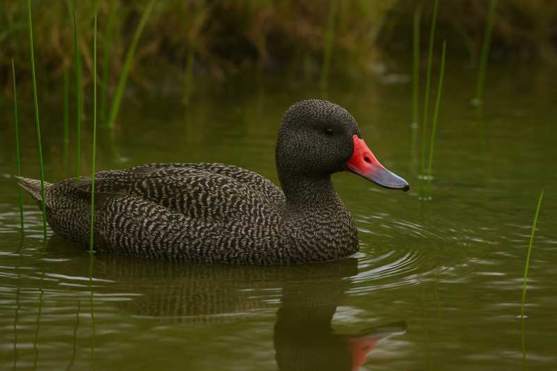 Image of a Freckled duck swimming