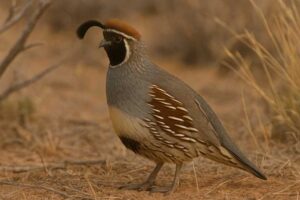 Image of a Gambel's Quail in its natural habitat