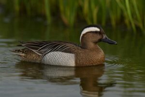 Image of a Garganey duck in a pond