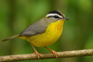 Image of a Golden-crowned Warbler in its natural habitat