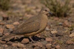 Image of a Golden-spotted Ground Dove in its natural habitat