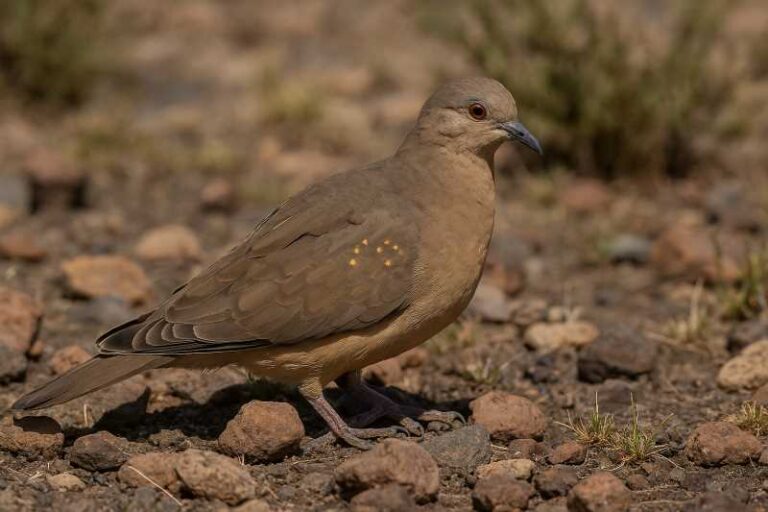 Image of a Golden-spotted Ground Dove in its natural habitat