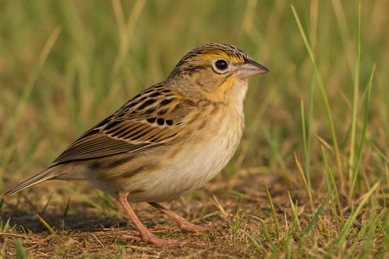 Image of a Grasshopper sparrow