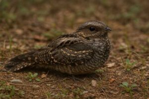 Image of a Gray Nightjar in its natural habitat