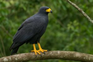 Image of a Great Black Hawk in its natural habitat