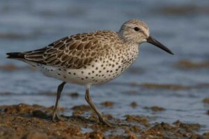Image of a Great Knot in its natural habitat