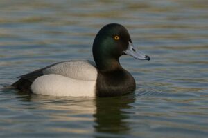 Image of a Greater scaup