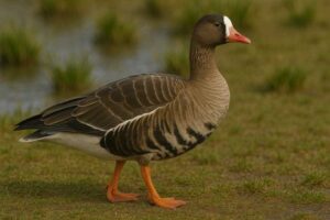 Image of a Greater white fronted goose