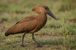 Image of a Hamerkop in its natural habitat
