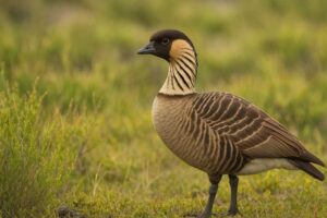Image of a Hawaiian Goose in its natural habitat