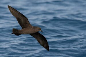 Image of a Jouanin's Petrel in its natural habitat