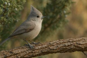 Image of a Juniper Titmouse in its natural habitat