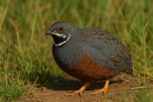Image of a King quail