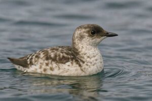 Image of a Kittlitz's Murrelet in its natural habitat