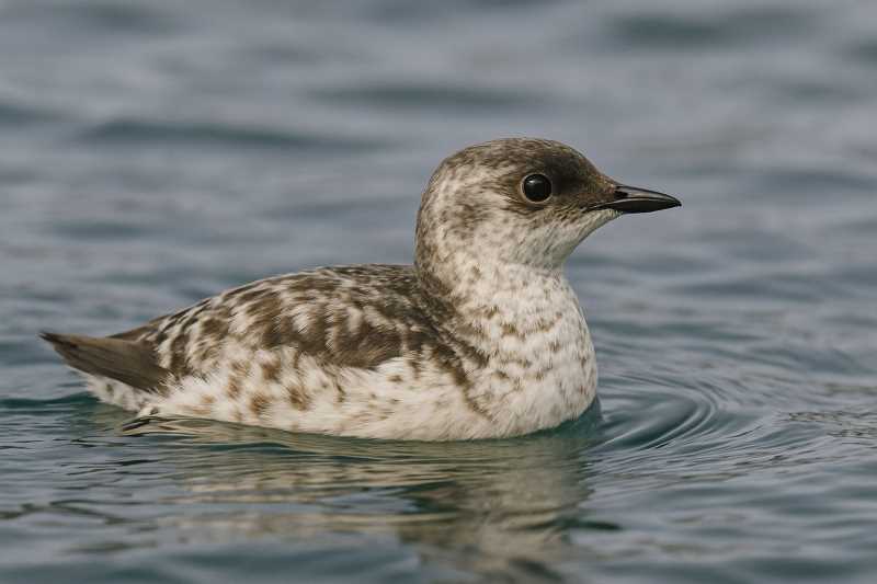 Image of a Kittlitz's Murrelet in its natural habitat