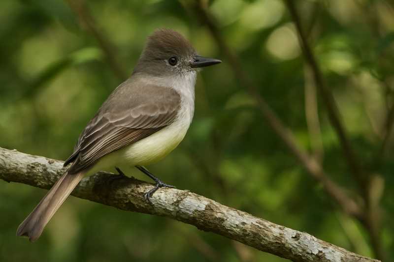 Image of a La sagra’s flycatcher in the forest