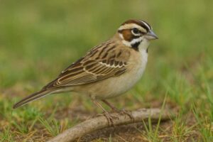 Image of a Lark Sparrow in its natural habitat