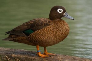 Image of a Laysan duck