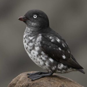 Image of a Least auklet