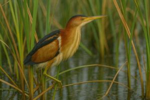 Image of a Least Bittern in its natural habitat