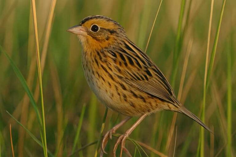 Image of a Leconte’s sparrow