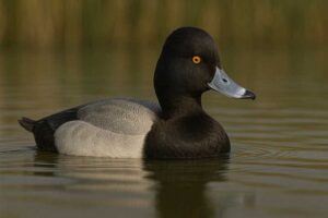 Image of a Lesser scaup