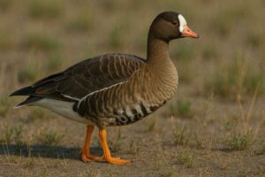 Image of a Lesser white fronted goose