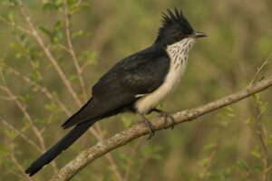 Image of a Levaillant's Cuckoo in its natural habitat