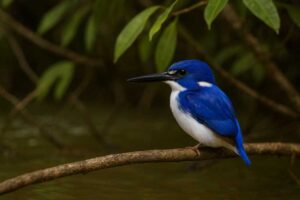 Image of a Little kingfisher