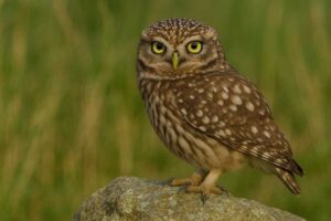 Image of a Little Owl in its natural habitat