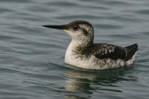Image of a Long-billed Murrelet in its natural habitat