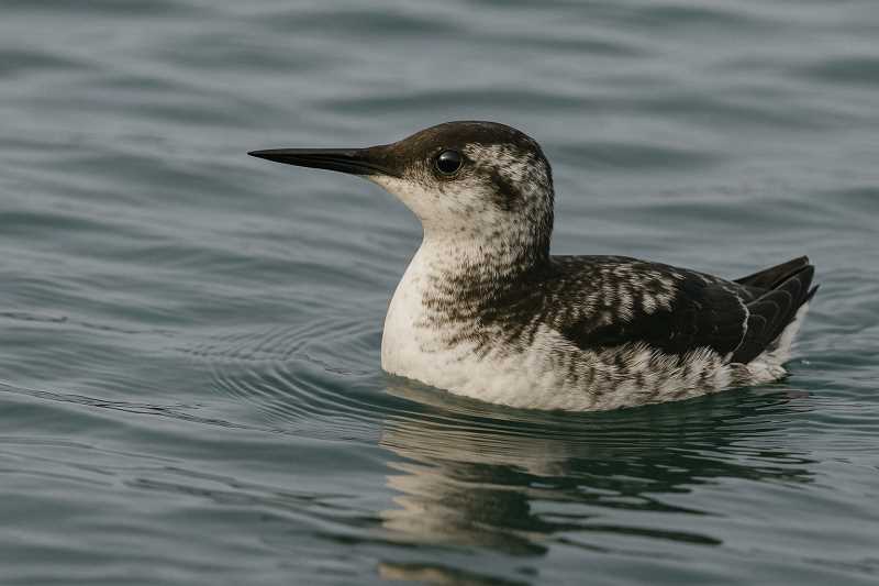 Image of a Long-billed Murrelet in its natural habitat