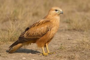 Image of a Long-legged Buzzard in its natural habitat