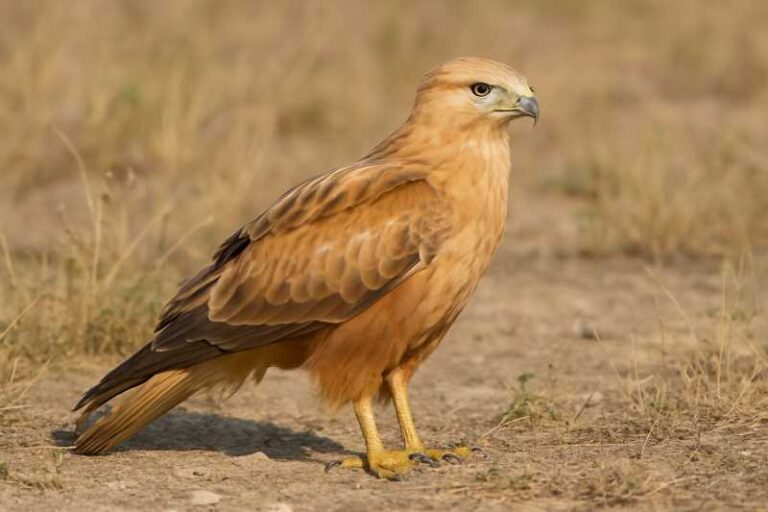 Image of a Long-legged Buzzard in its natural habitat