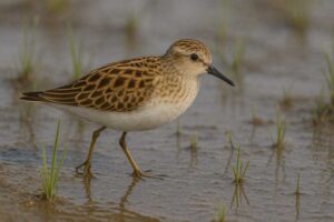 Image of a Long-toed Stint in its natural habitat