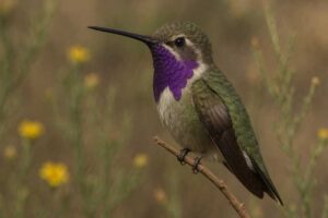 Image of a Lucifer Hummingbird in its natural habitat