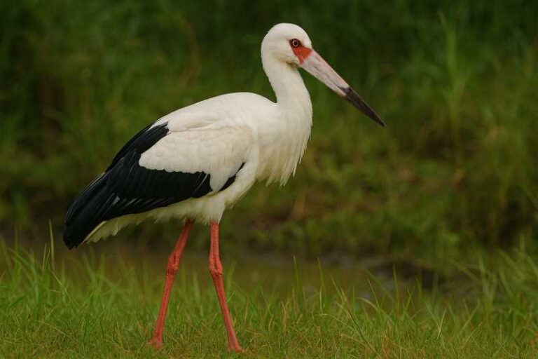 Image of a Maguari Stork in its natural habitat