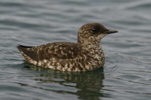 Image of a Marbled Murrelet in its natural habitat