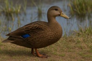 Mexican duck