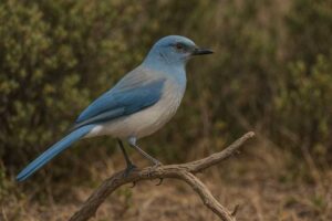 Image of a Mexican jay