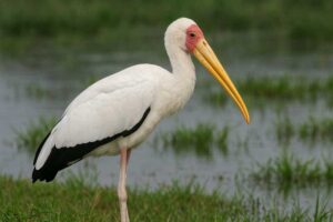 Image of a Milky Stork in its natural habitat