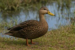 Image of a Mottled duck