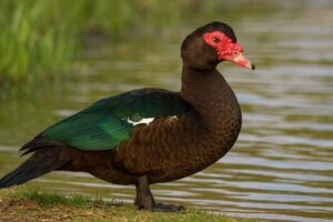 Image of a Muscovy Duck in its natural habitat