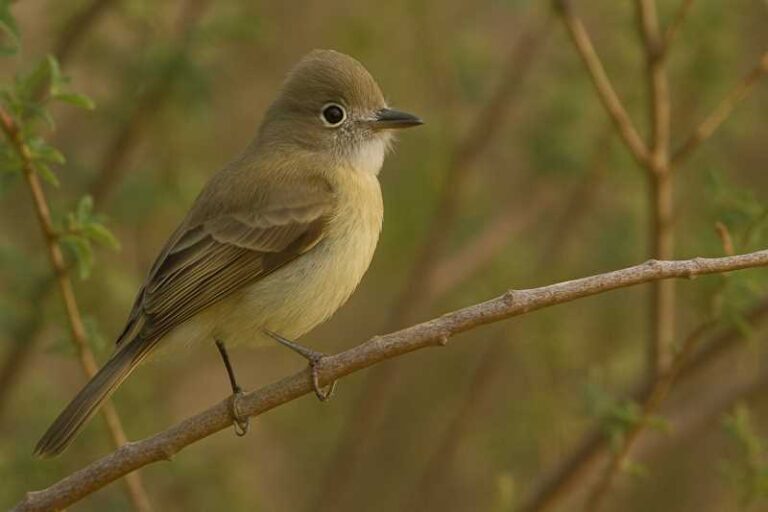 Image of a Northern Beardless-Tyrannulet in its natural habitat