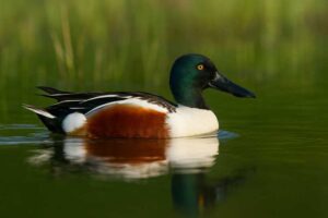 Image of a Northern shoveler swimming