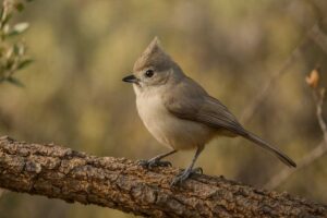 Image of a Oak Titmouse in its natural habitat