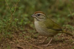 Image of an Olive sparrow